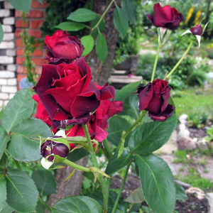 Fleurs bordeau foncés, boutons noirs - rosiers hybrides de thé